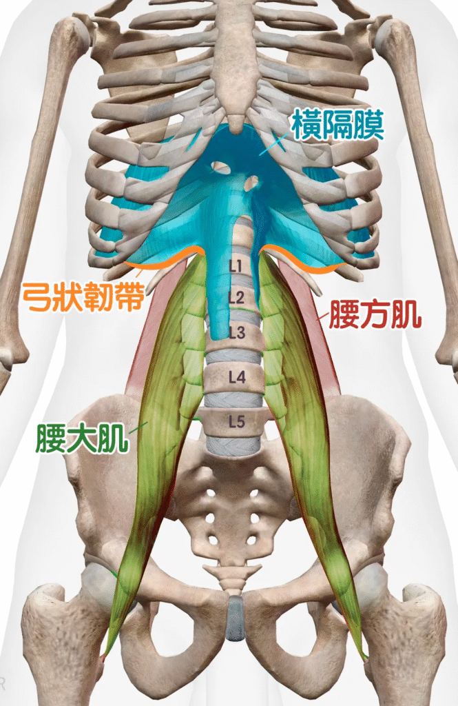 腰部深層肌肉與呼吸肌群的連動關係