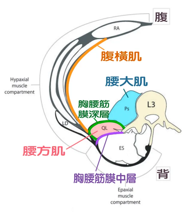 呼吸錯誤導致腰痛？用全呼吸找回腰部穩定與核心力量