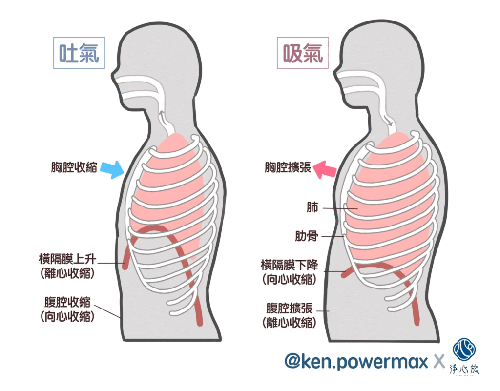 橫隔膜與腹橫肌在呼吸時的結構關係示意圖