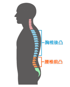 正常脊椎彎曲與骨盆中立示意圖